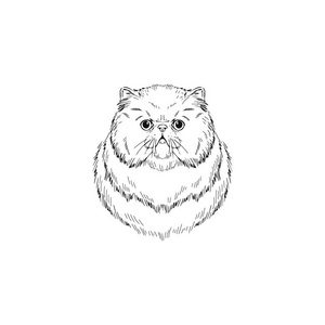 波斯猫肖像素描插图彩色箭头笔底纹集一手拉玫瑰在素描样式相框的照片