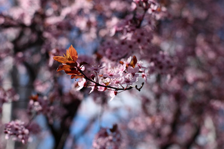 粉红樱桃花开的春天图片