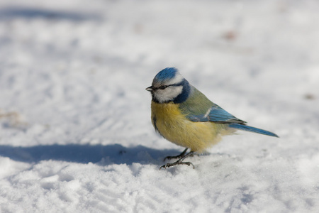 蓝雀在雪地上