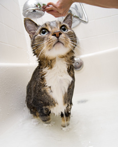 猫在洗澡可爱卡通猫狗洗澡时间狗和猫洗澡给猫洗澡小猫用毛巾洗澡给猫