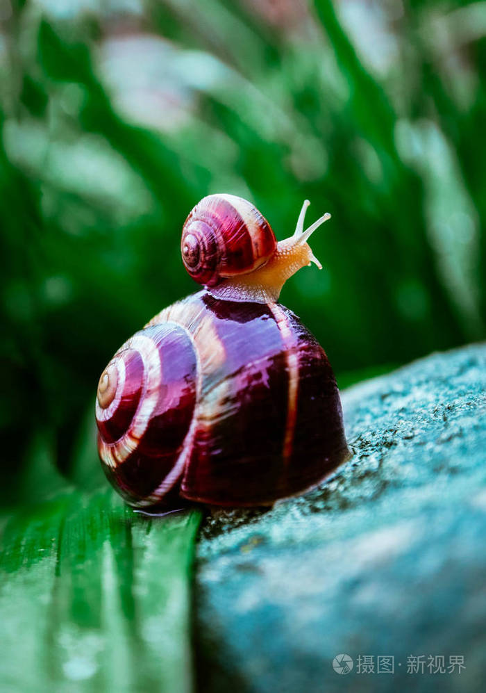 两只蜗牛大而小自然背景宏观观螺旋壳的一对美丽螺旋