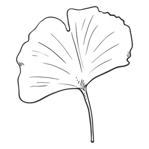 春天的银杏树银杏树的矢量黑色素描插图叶子照片