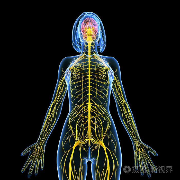 女性的身体视图被隔绝在黑色的中枢神经系统