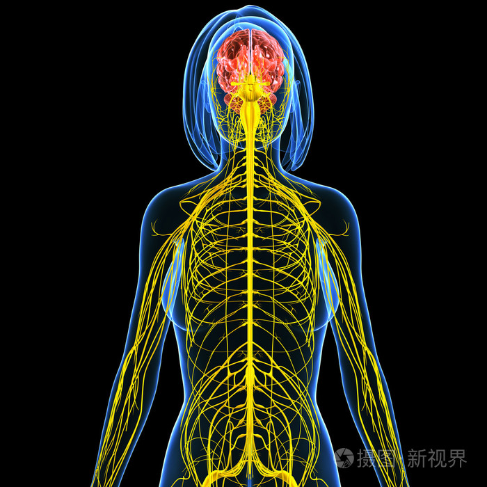 女性的身体视图被隔绝在黑色的中枢神经系统
