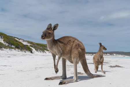 澳大利亚西部海角乐大国家公园图片