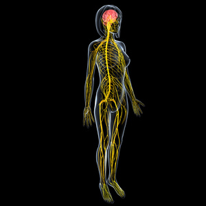 身体信号女性的身体视图被隔绝在黑色的中枢神经系统照片