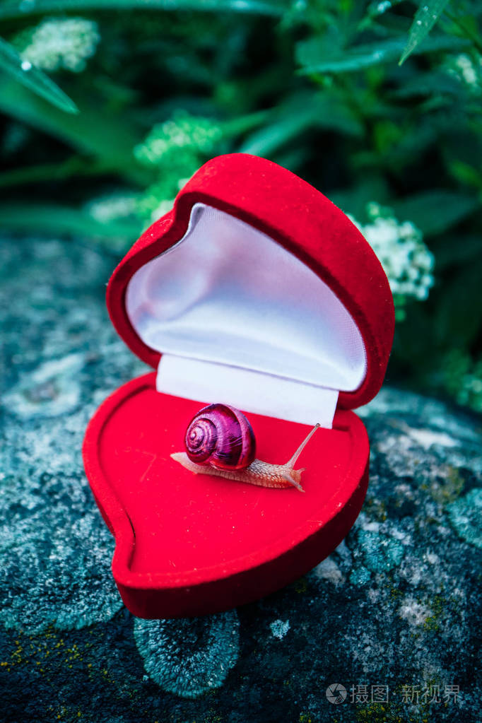 一只蜗牛在红色首饰盒里自然的背景昂贵的礼物概念