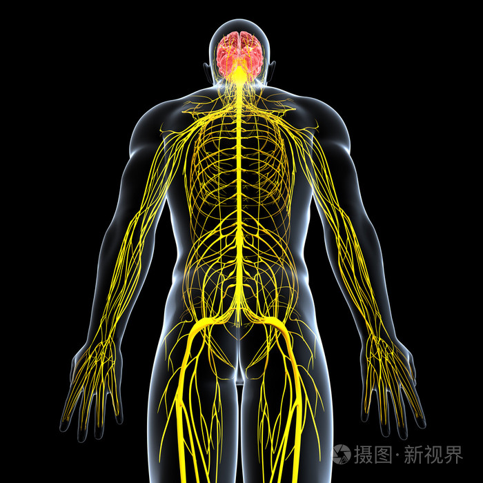 男性中枢神经系统视图