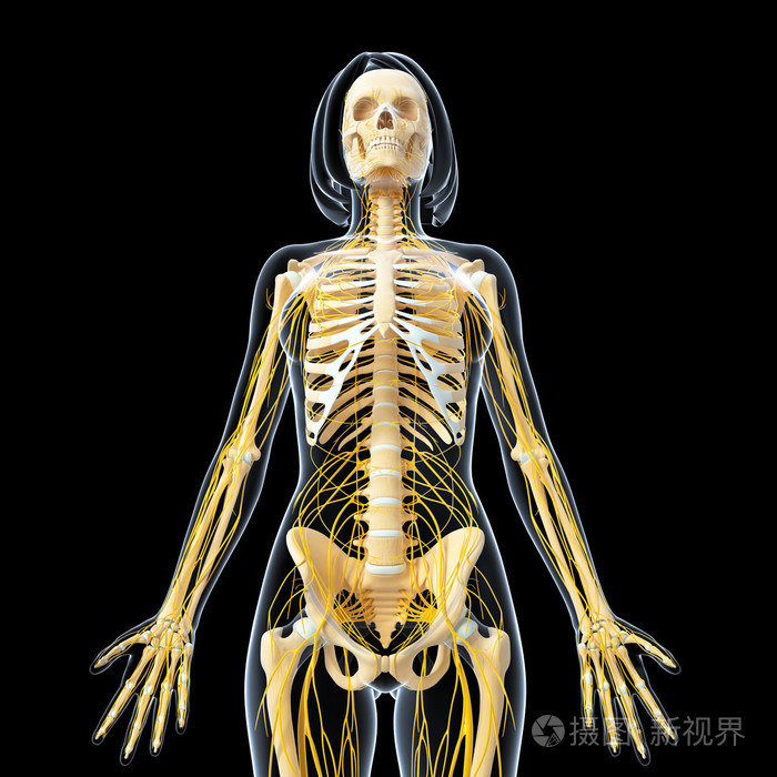 中枢神经系统的 3d 艺术插图.