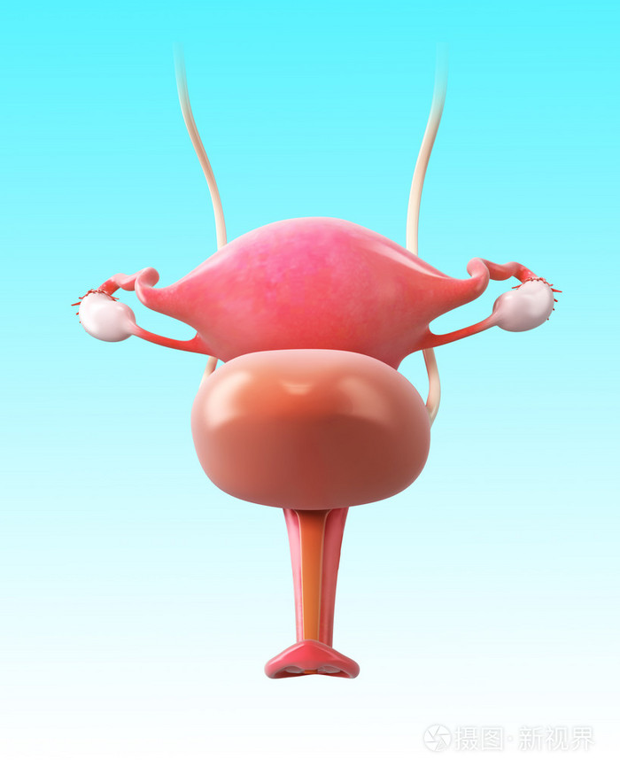 女性膀胱的解剖