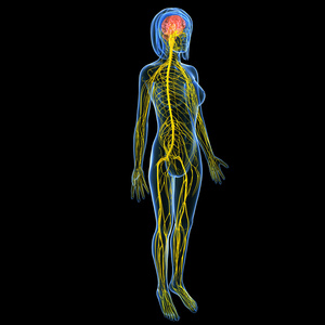 女性的身体视图被隔绝在黑色的中枢神经系统照片