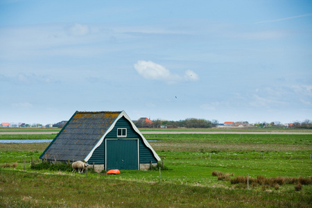 老农场在 texel 岛