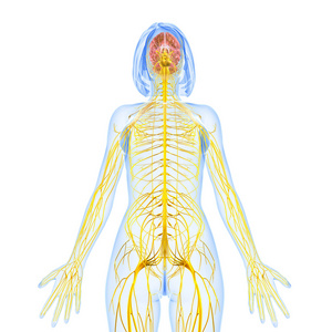 中枢神经系统的 3d 艺术插图.照片