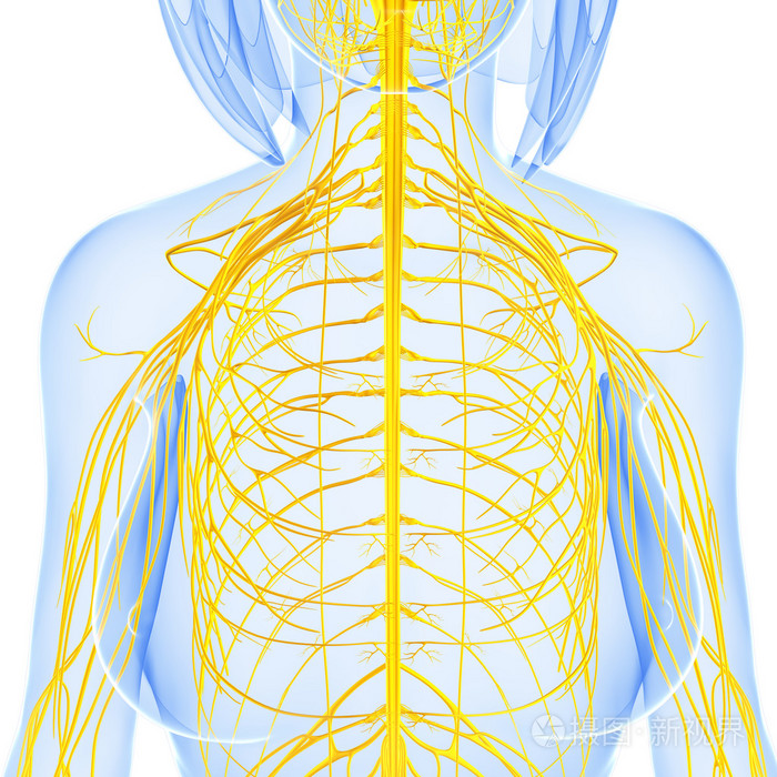 中枢神经系统的 3d 艺术插图.
