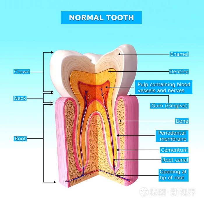 牙齿解剖标志图片
