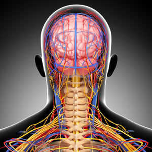 背背视图的脑循环及神经系统系统视图