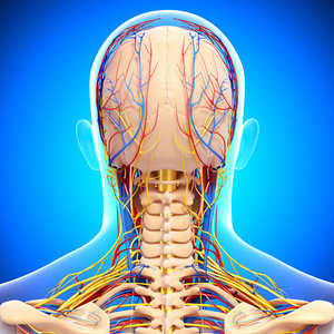后循环和神经系统系统的头背视图的视图