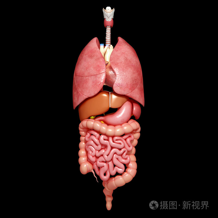 男性肠子和胃解剖前与和肝的插图