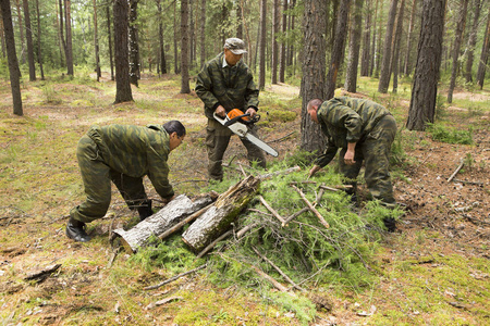 林农砍伐和堆放旧的和干燥的树枝.森林的清洁.一大堆砍干树枝的树.