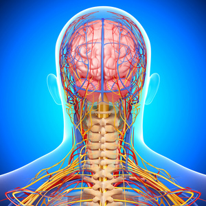 背背视图的脑循环及神经系统系统视图