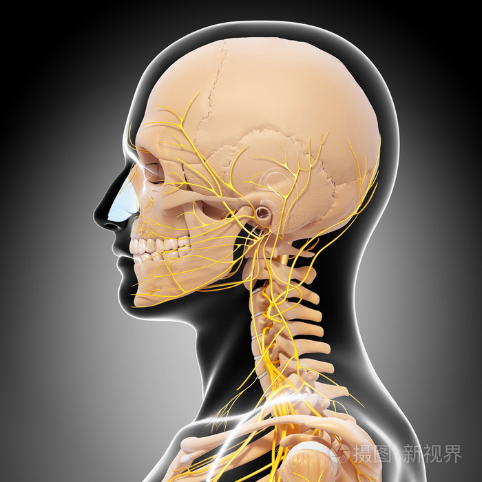 男子边观的头和中枢神经系统的骨架