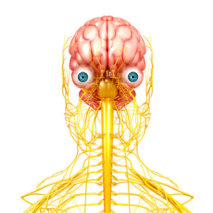 与大脑中枢神经系统的正面视图
