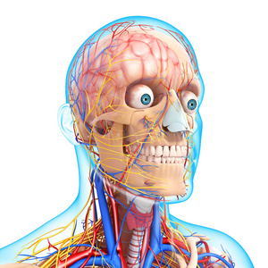头部循环系统和神经系统