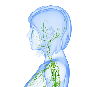 淋巴系统的女性的 3d 艺术插图。