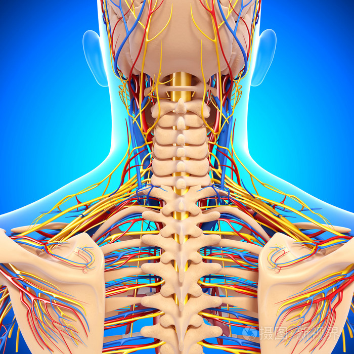 背部神经分布图高清图图片