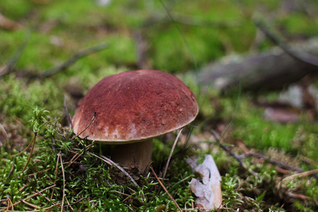 苔藓中生长的蘑菇