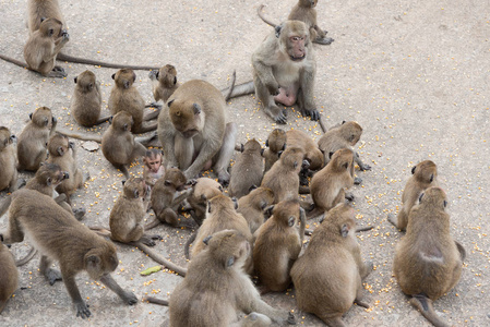 小组家庭猴子吃食物在地板上