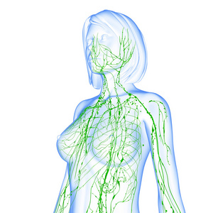 淋巴系统的女性的 3d 艺术插图。
