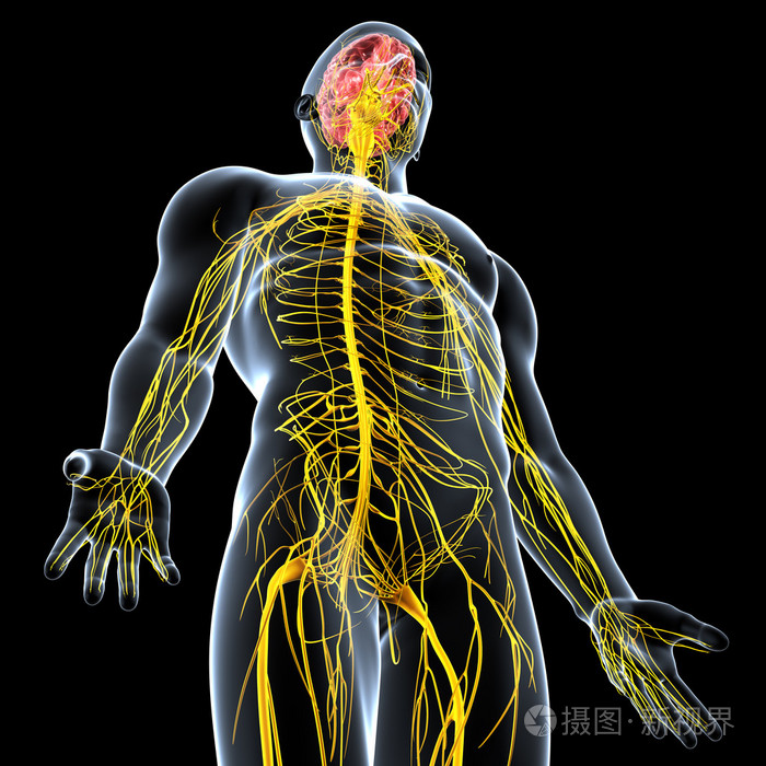 男性中枢神经系统视图