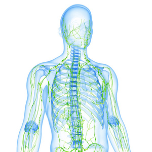淋巴系统的男性的 3d 艺术插图。
