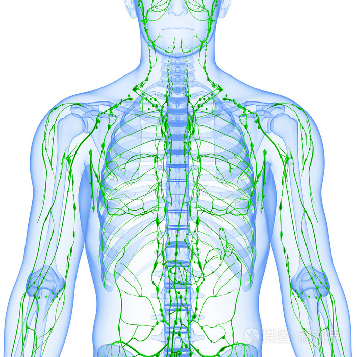 淋巴系统的男性的 3d 艺术插图.