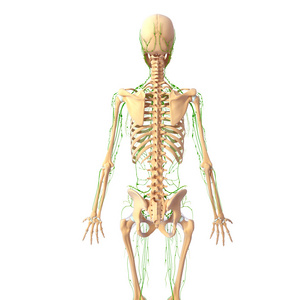 淋巴系统的 3d 艺术插图。