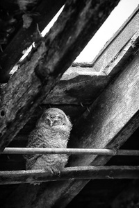 黄褐色的猫头鹰 Strix aluco 睡在农场的谷仓里。图片在苏格兰, 英国。黑白图像