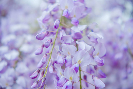 在春天的花园里, 把紫藤花盛开的紫色的花朵封闭起来。自然背景