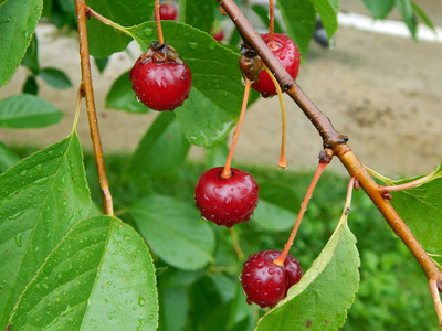 花园里水果和浆果的夏季收获