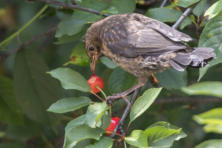 鸫 merula 普通黑鸟吃樱桃照片