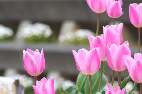 生动的粉红色郁金香花