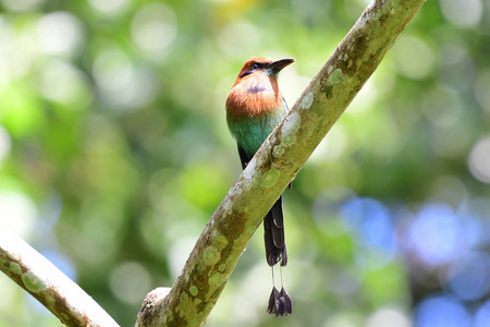 美丽的宽阔的 Motmot 鸟栖息在树枝上