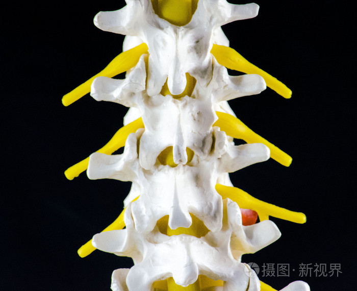 脊柱椎体模型