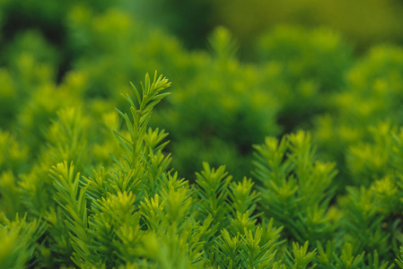 绿色小植物叶片纹理背景