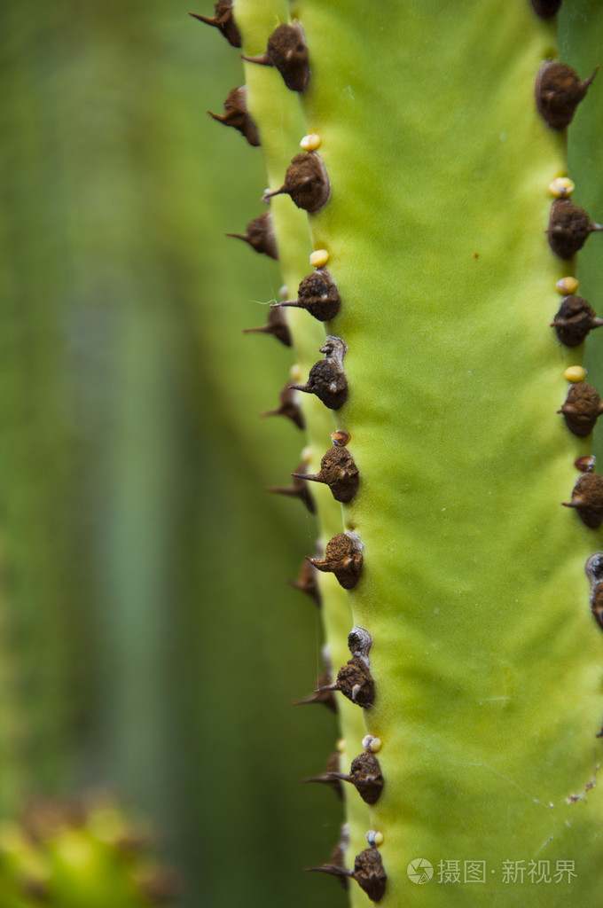 与尖刺的仙人掌
