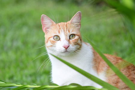 在花园里关闭一只漂亮的雌猫