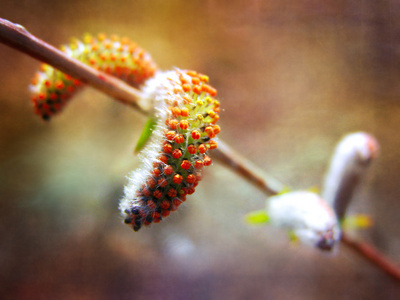 春木芽和棍子猫图片