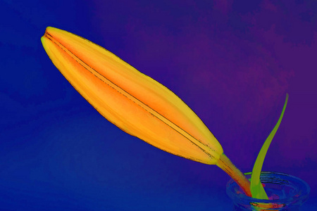 橙色百合的芽在深蓝色背景下被隔离