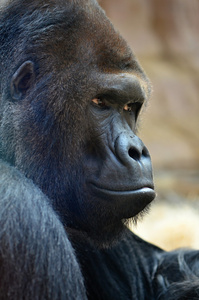 金刚猩猩的叫声图片