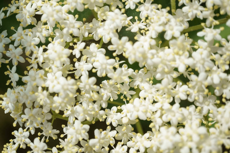 黑色 Elderberries 花关闭, 宏观摄影, 不同角度, 选择性聚焦, 阳光明媚的一天